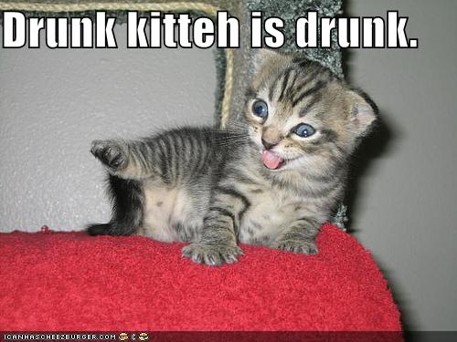 drunk-kitten